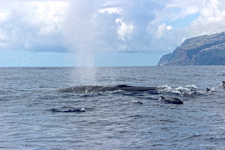 Whale and Dolphin Watching from Calheta Marina