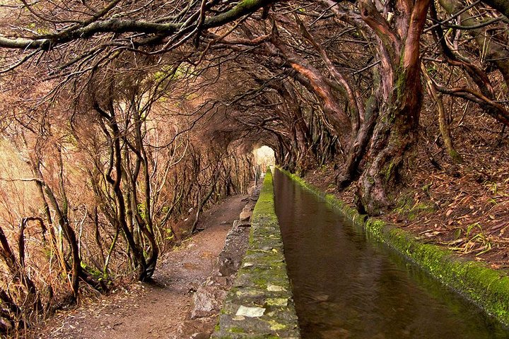 Levada walk through Laurissilva forest — green canopy trail