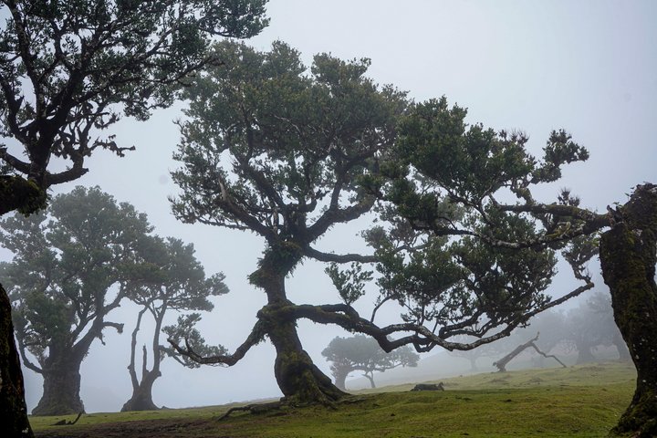 Madeira West 4x4 Jeep Safari — Fanal Forest and Porto Moniz